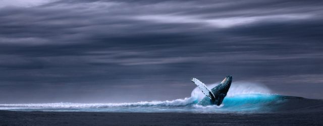 Une baleine fait surface en mer