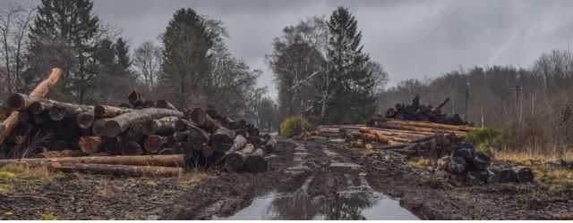 Bois coupé en lisière de forêt