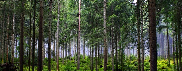 Forêt