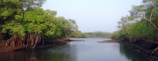 Mangroves avec racines aériennes
