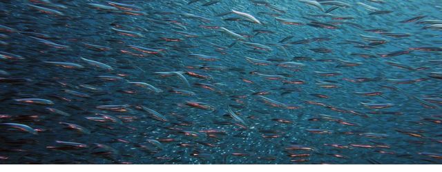 Un banc de poissons